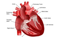 Gặp 8 dấu hiệu bệnh van tim nặng này, hãy đi khám ngay