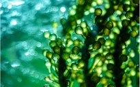 Phát hiện một loại tảo biển có hoạt tính chống SARS-CoV-2