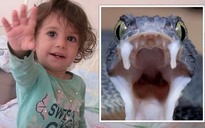 Bị rắn cắn, bé gái 2 tuổi cắn lại và cái kết không ai ngờ