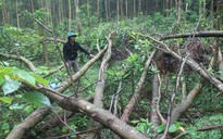 Mất kế sinh nhai vì rừng sản xuất 'biến' thành rừng đặc dụng