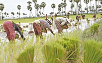 Campuchia bác bỏ cáo buộc của CNRP vụ cho nông dân Việt Nam thuê đất