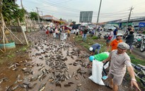 Hàng trăm người dân chung tay nhặt giúp 3 tấn cá rô trên xe tải bị lật