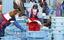Ngư dân lo lắng trước ngày nhà máy điện hạt nhân Nhật xả nước ra biển