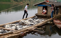Nhà máy đường đền bù 1,4 tỉ đồng vì cá chết trên sông Bưởi