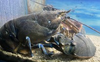 Tôm hùm xanh ngọc bích quý hiếm nặng 3,9 kg tại Viện Hải dương học Nha Trang