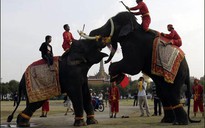 Lễ hội chọi voi ở Ấn Độ bị lên án