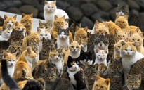 Úc sẽ diệt 2 triệu con mèo hoang trong 5 năm tới