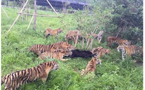 Gấu đen một mình chiến đấu với 14 con hổ
