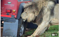 Tanzania: Khách du lịch hoảng hồn vì sư tử tấn công