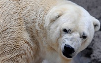 Gấu bắc cực có thể tuyệt chủng vào cuối thế kỷ 21