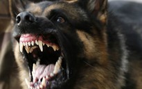 Mỹ: 46 con chó ăn thi thể của chủ vì bị bỏ đói
