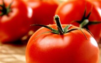 Cà chua và dưa hấu giúp tăng lượng tinh trùng