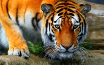 Nuôi hơn 1.800 con hổ trong công viên để ngâm rượu hổ cốt