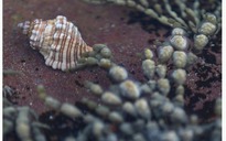 Tìm thấy chất diệt ung thư cực mạnh từ loài sên biển