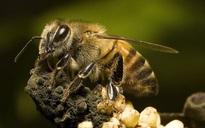 3 cụ bà bị khoảng 10.000 con ong tấn công
