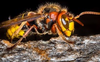 Chuyện lạ: Bị ong bắp cày chích vào chân, vết sưng nặng đến mức nứt xương