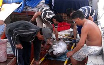 Ngư dân Phú Yên trúng cá ngừ đại dương đầu vụ