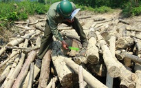 Triệt phá rừng thông để trồng... keo