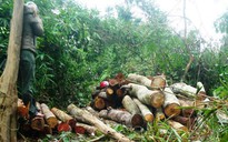 Chuyển hồ sơ vụ phá rừng ở làng Kon Sơ Lăl sang cơ quan điều tra