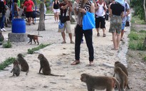 Lễ hội khỉ 2015 tại Khu du lịch đảo Khỉ