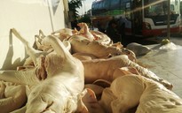 Hàng trăm kg heo sữa thối lên xe giường nằm tiến vào Sài Gòn
