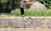 Kênh bẩn đe dọa nguồn nước sạch ở Thanh Hóa
