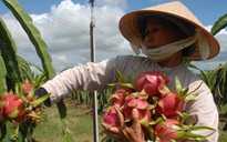 Phí vận chuyển ‘ăn’ hết lợi nhuận xuất khẩu