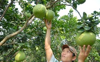 ‘4 nhà’ xây thương hiệu trái cây Việt