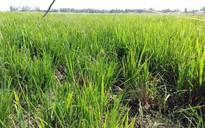 Hàng chục ngàn ha lúa mùa có nguy cơ mất trắng