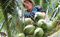 Triển vọng cây dừa dứa