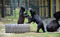 Câu chuyện giáo dục: Mong con gấu được tự do
