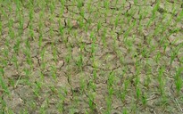 Bình Thuận phải cắt giảm hơn 15.000 ha lúa vì hạn hán
