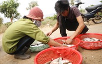 Chuyện khó tin: Làng chài trên... núi