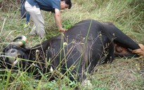 Tội phạm săn bắn thú rừng khai ‘mua đạn của quân đội’