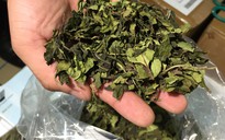 Phát hiện hơn 2,5 tấn 'trà khô' chứa ma túy cực độc