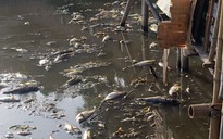 Dân bị ‘tra tấn’ vì mùi cá chết
