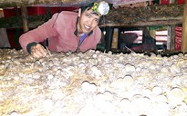 Tự tạo cơ hội: Khởi nghiệp từ nông trại nấm