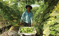 Nhiều dự án nông nghiệp công nghệ cao 'dạm ngõ' Tây Ninh