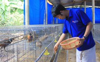 Tự tạo cơ hội: Kiếm tiền tỉ từ nuôi chim trĩ