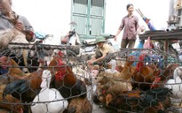 Sẽ cấm bán gà vịt sống tại chợ?