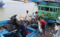 Ngư dân Bình Định trúng đậm cá ngừ
