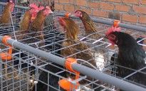 Hơn 1.000 con gà bị chết nghi do thuốc chuột