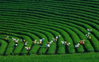 Khai mạc lễ hội trà trên cao nguyên Mộc Châu