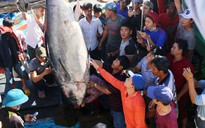 Câu được cá ngừ vây xanh bán được giá gấp 3 lần bình thường