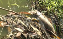 Ô nhiễm nước sông làm cá chết tại H.Đầm Dơi