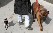 Dắt chó đi dạo giúp kéo dài tuổi thọ