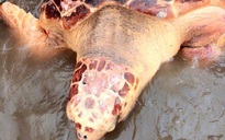 Thả cá thể rùa biển cực hiếm về lại môi trường tự nhiên
