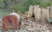 Kỷ luật 3 nhân viên bảo vệ rừng vì để xảy ra phá rừng