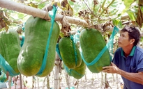 Độc nhất làng bí đao khổng lồ mỗi trái nặng từ 40 - 60 kg