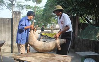 Đề xuất chính sách cho người chăn nuôi trong dịch tả lợn châu Phi